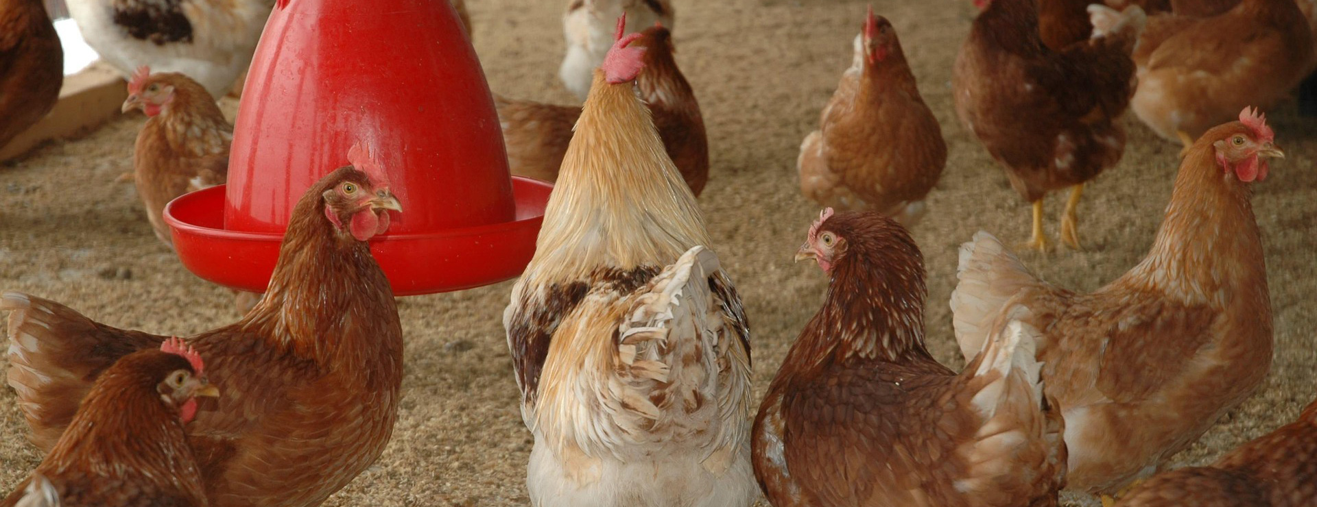 Haustierprodukte 1 Haustierprodukte -Haustierprodukte chicken coop 245745 1920