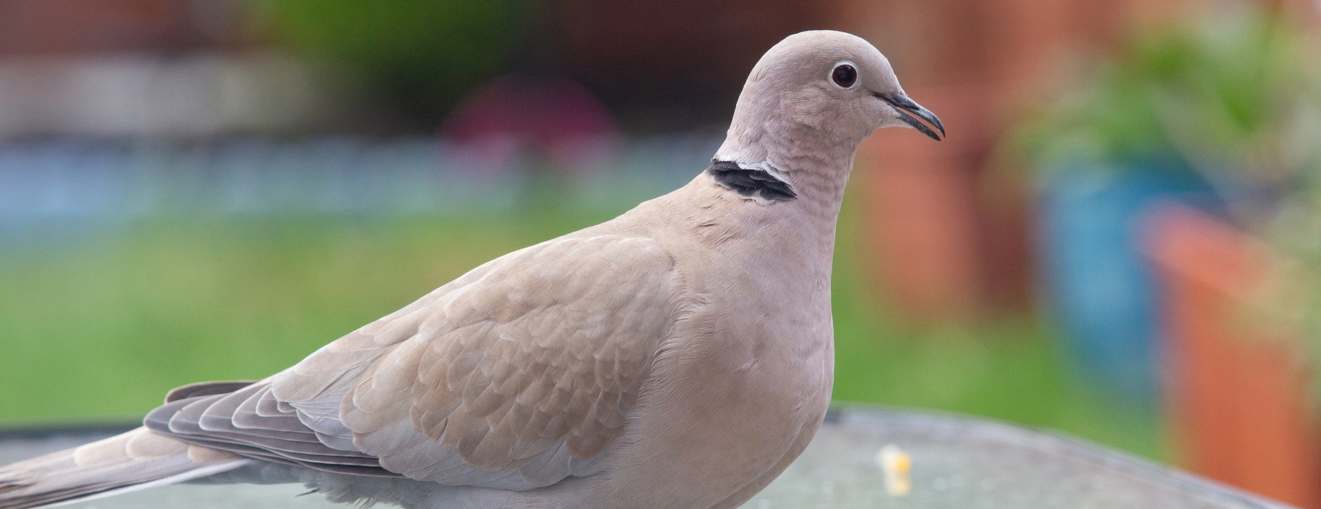 Haustierprodukte 3 Haustierprodukte -Haustierprodukte collared dove 9357343 1920