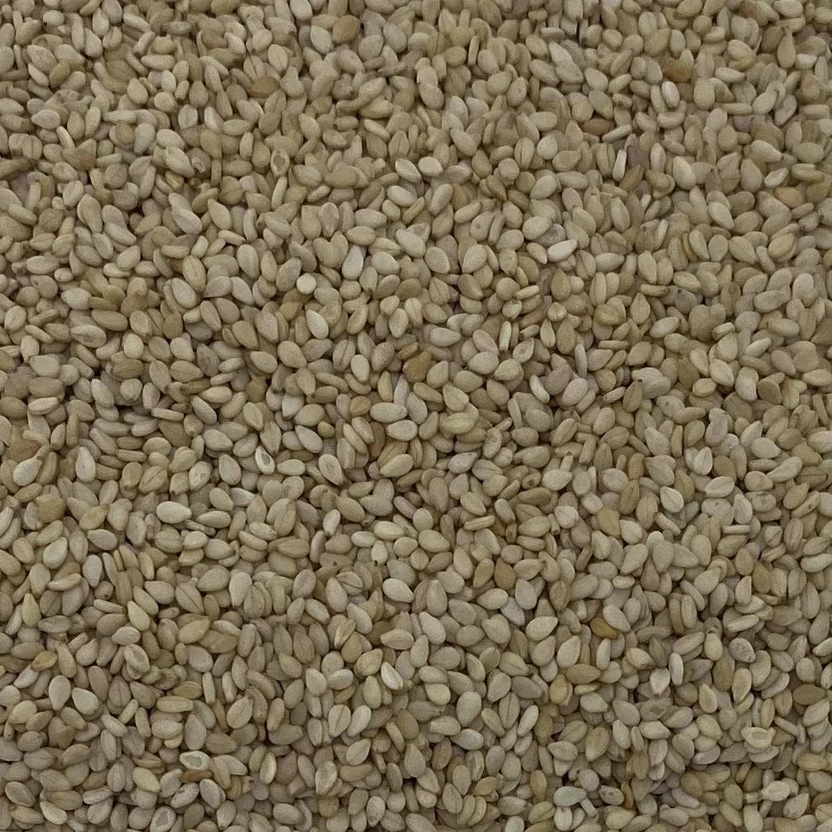 Sesamsaat - Gladen 2,5kg 3 Sesamsaat - Gladen 2,5kg