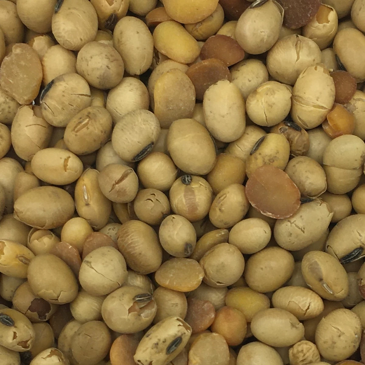 Soja GVO-Frei - Spinne 25kg 3 Soja GVO-Frei - Spinne 25kg