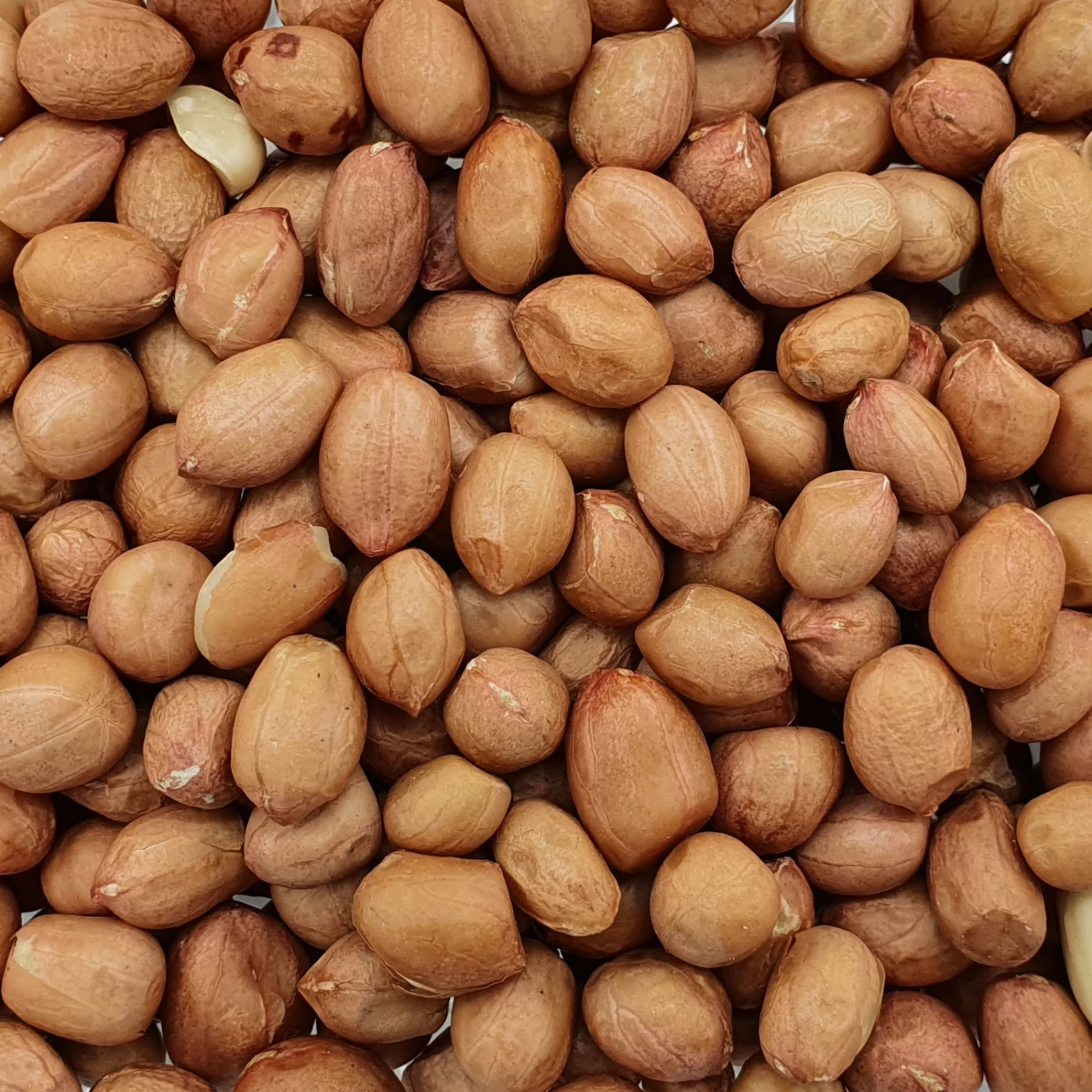 Erdnüsse Spitzenqualität - Spinne 25kg 3 Erdnüsse Spitzenqualität - Spinne 25kg